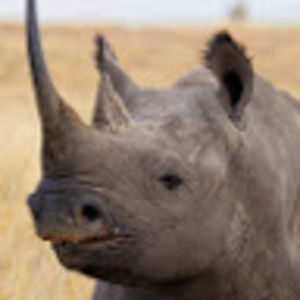 Meet your Posher, Maximus